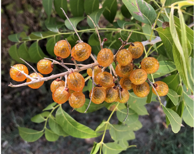 Berry Clean: Introducing the Indian Soapberry